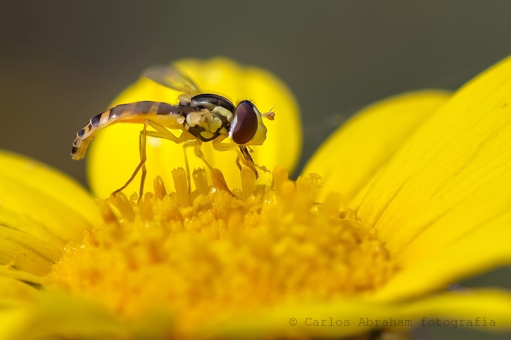 Cernidora, sirfido o lo que sea...