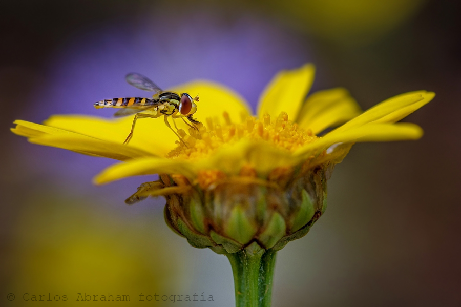 Sifidae, de ayer tarde.