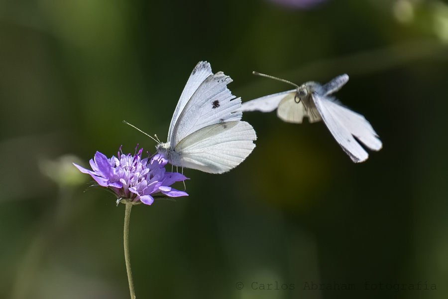 Pieris Rapae o Blanquita de la col....