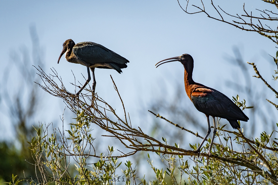 Momentos Ibis.