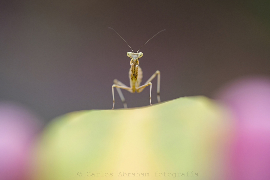 Creo que el 80 macro y yo podemos llevarnos bien.