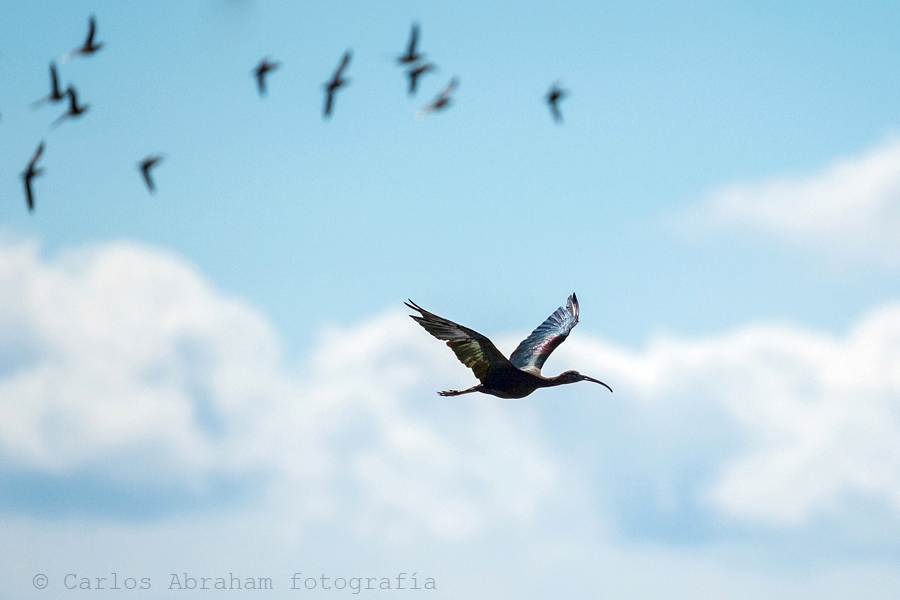 El vuelo del Ibis sagrado...