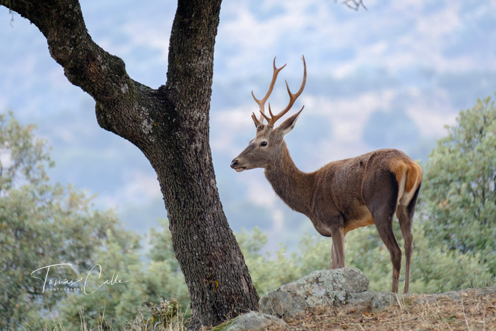 Ciervo, Parque Natural de la Sierra de Andújar