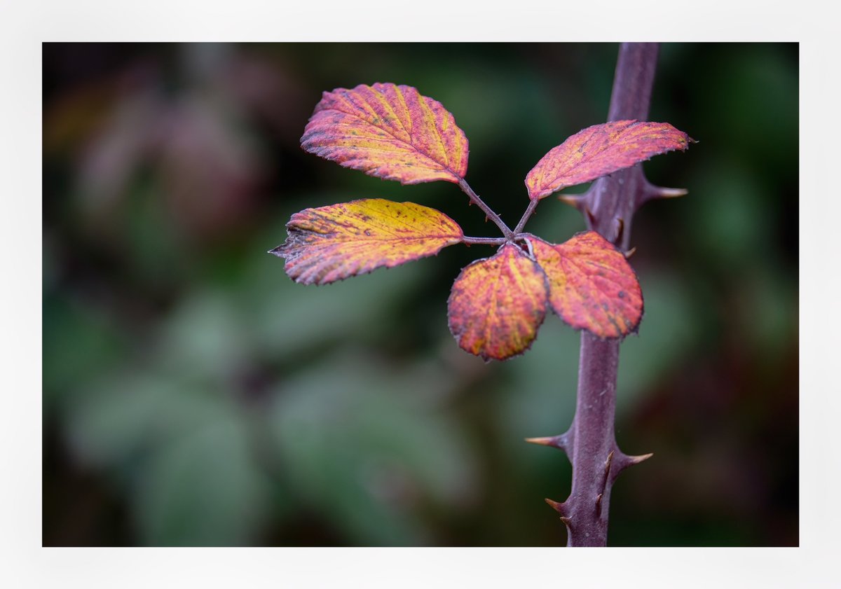 Hojas de otoño con el 55-200