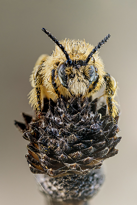 abeja apilada 2023.jpg
