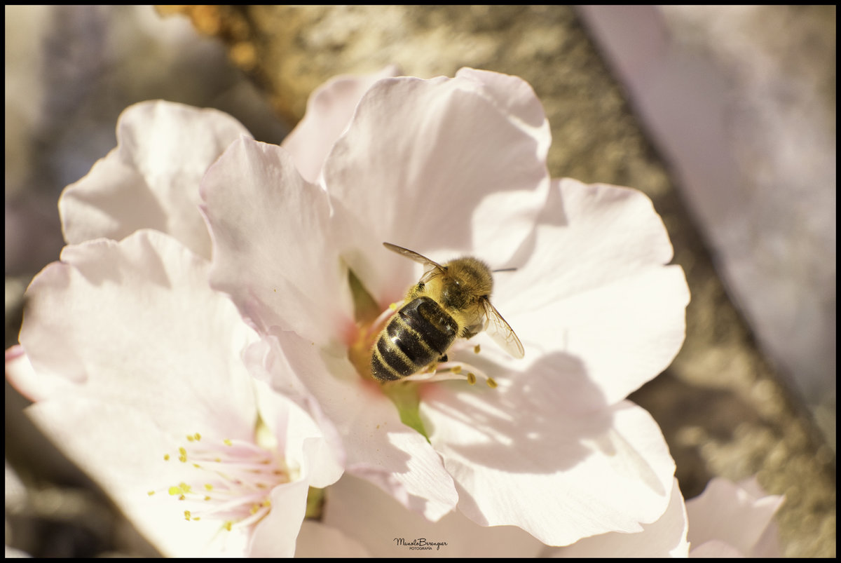 abeja recogiendo polen 2.jpg