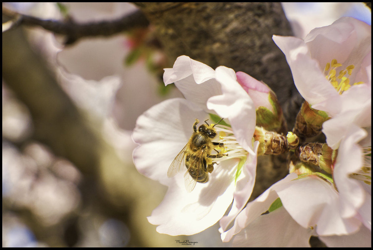 La típica foto de la flor del almendro y la abejita de la temporada