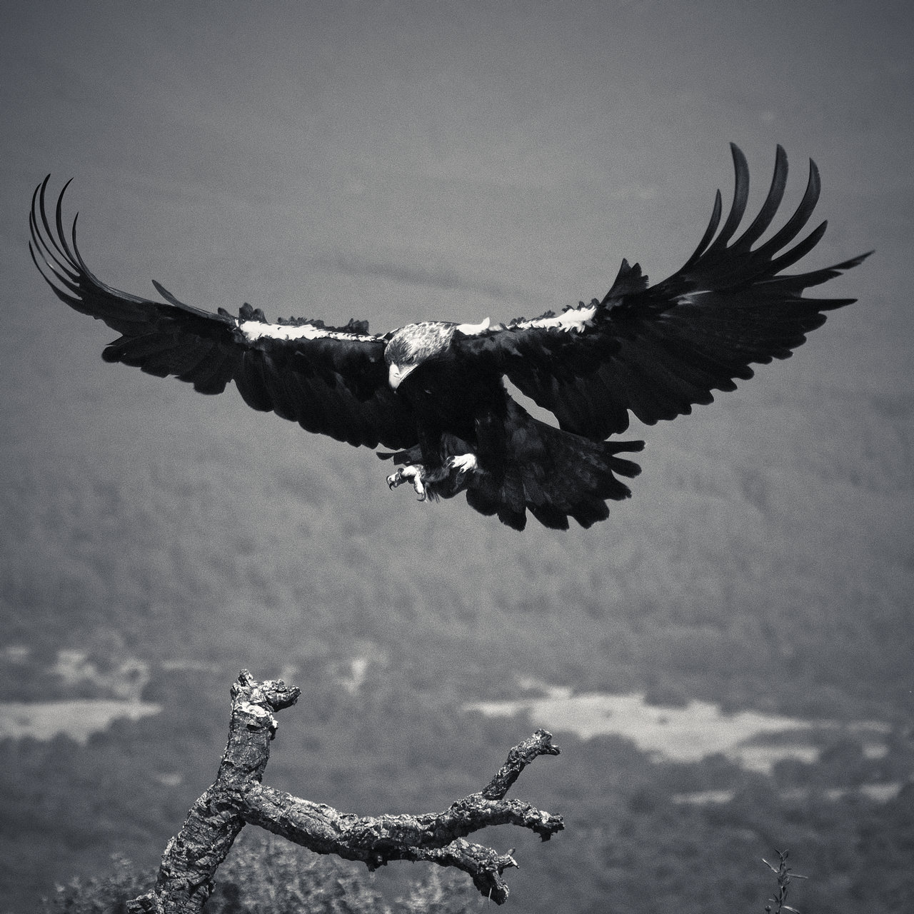 Águila imperial ibérica.