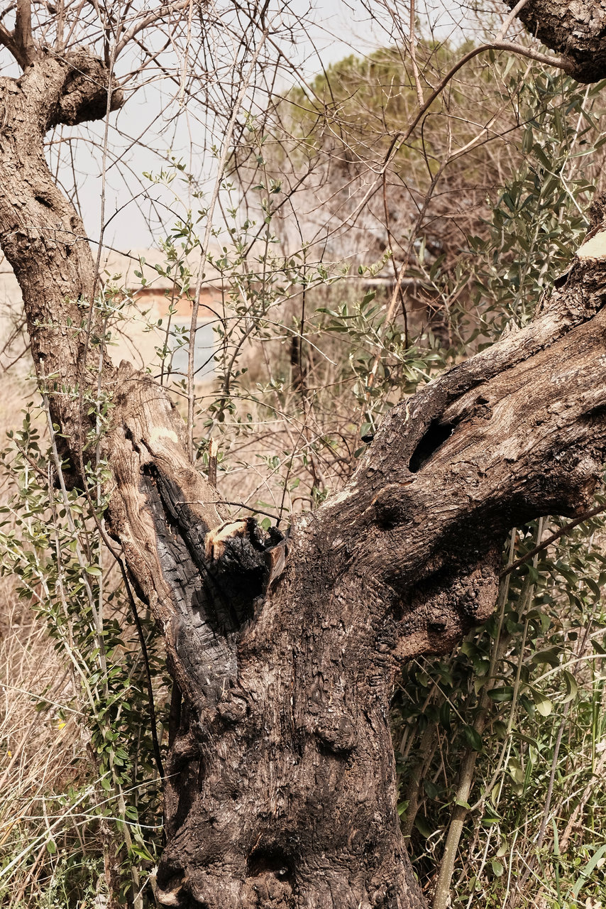 Alcala de la Jovada 2.jpg Alcala de la Jovada 2.jpg