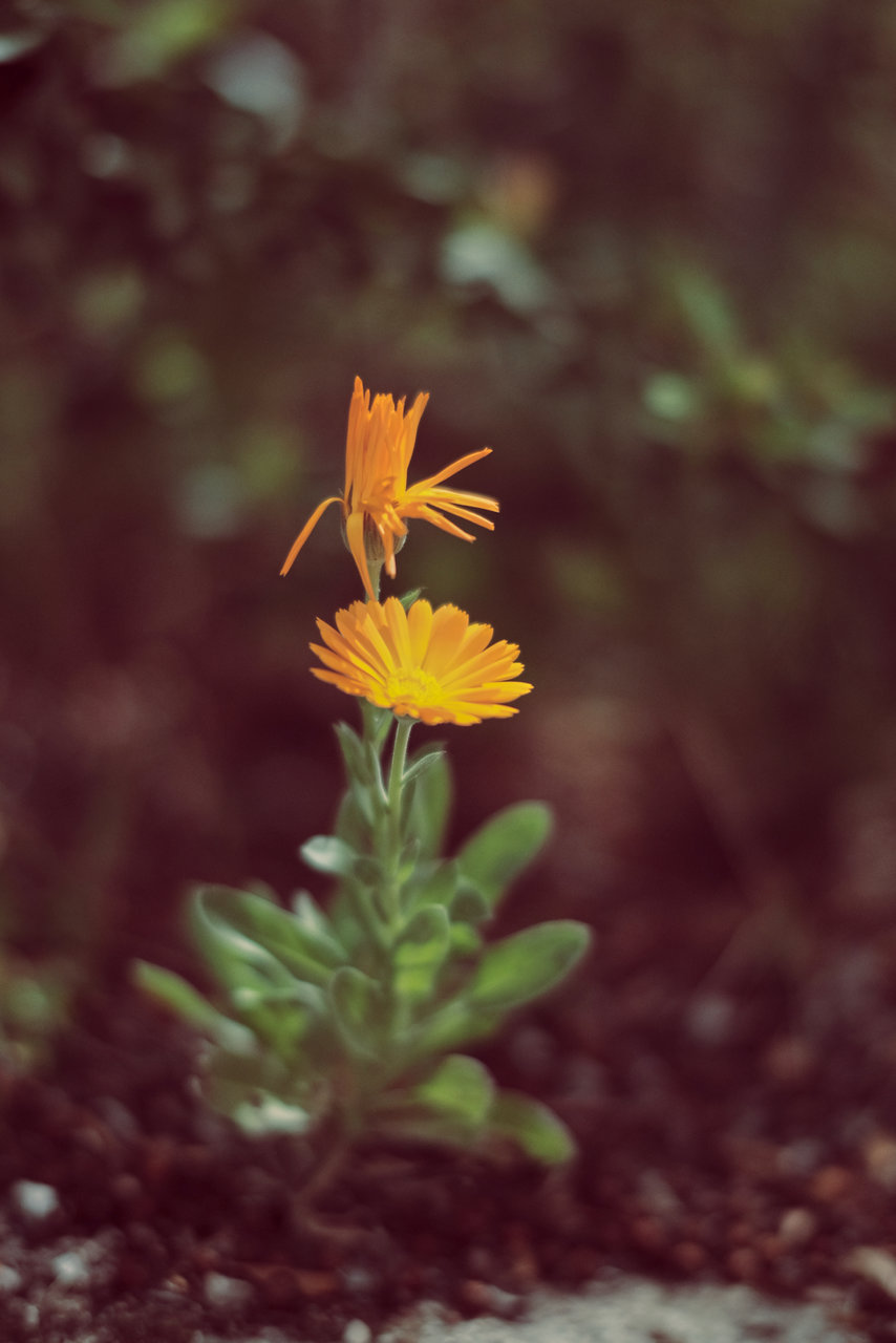 Alcala de la Jovada 5.jpg Alcala de la Jovada 5.jpg