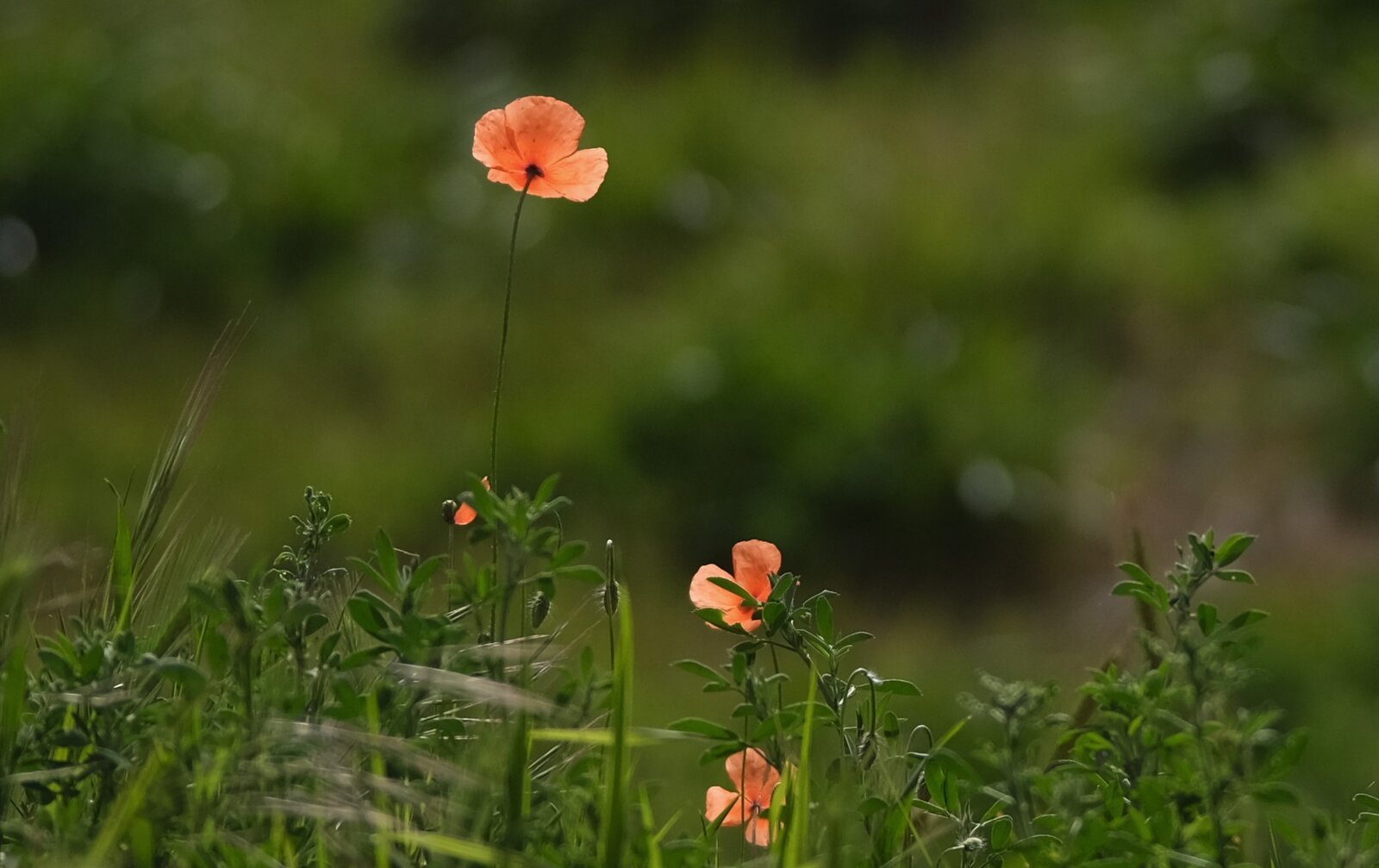 amapola 100.jpg
