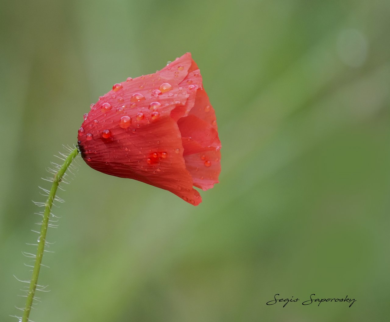 Amapola lluvia.jpg