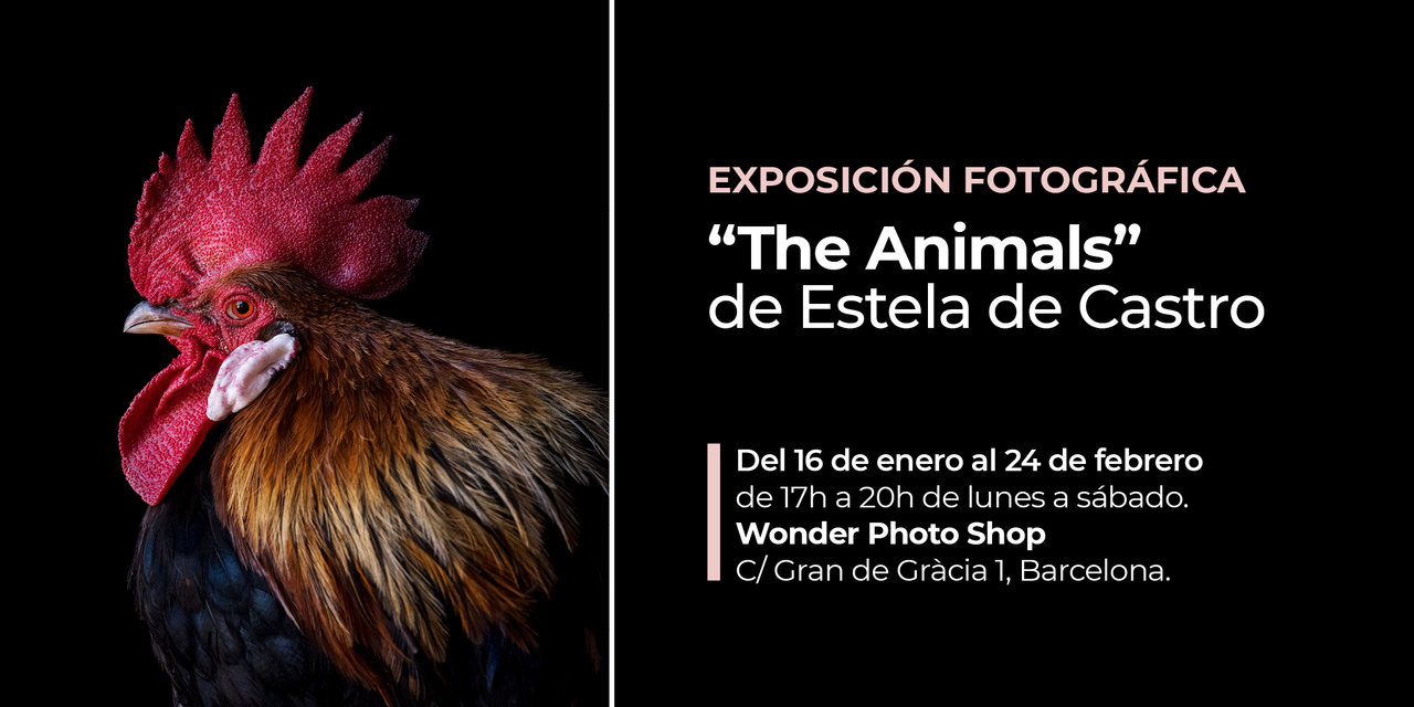 animales-estela-de-Castro.jpg