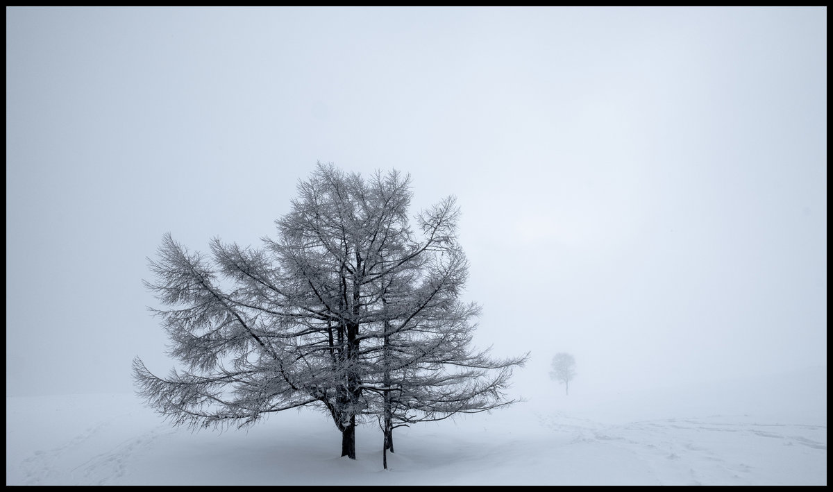 Arboles en la niebla