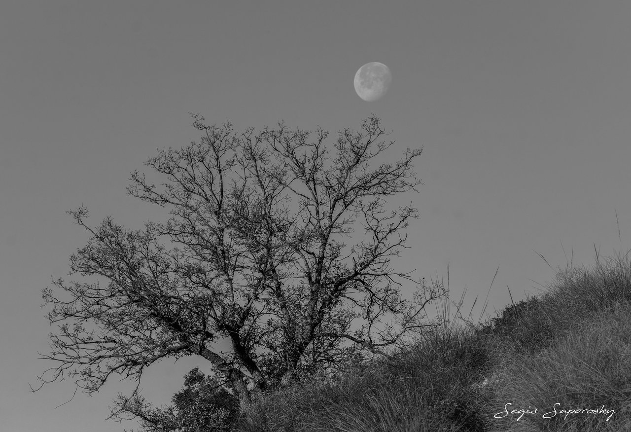 Arbusto y luna.jpg