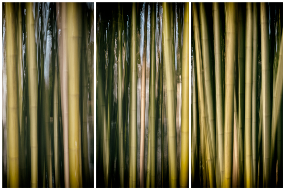 bambú-2020.jpg