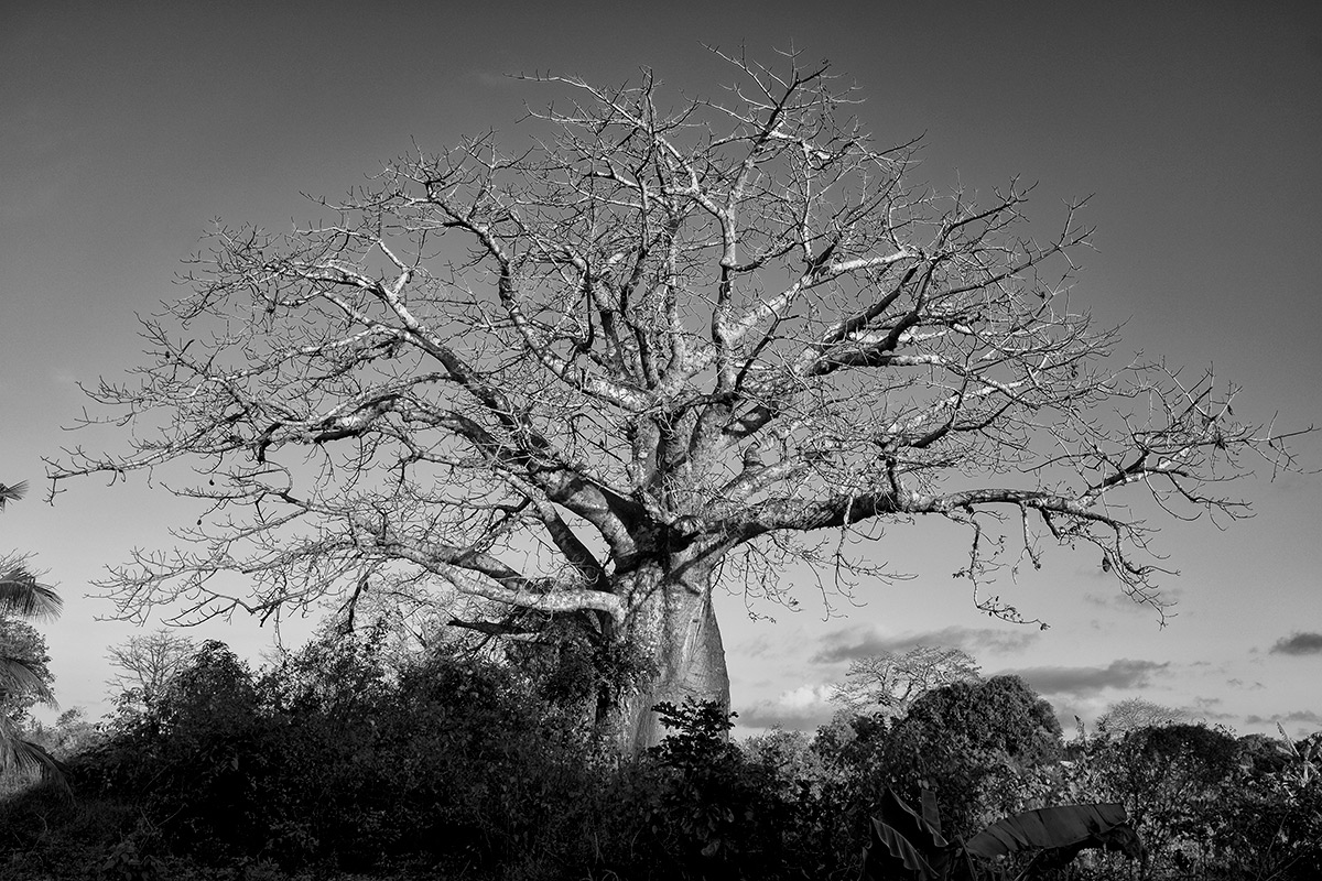 baobab-2.jpg