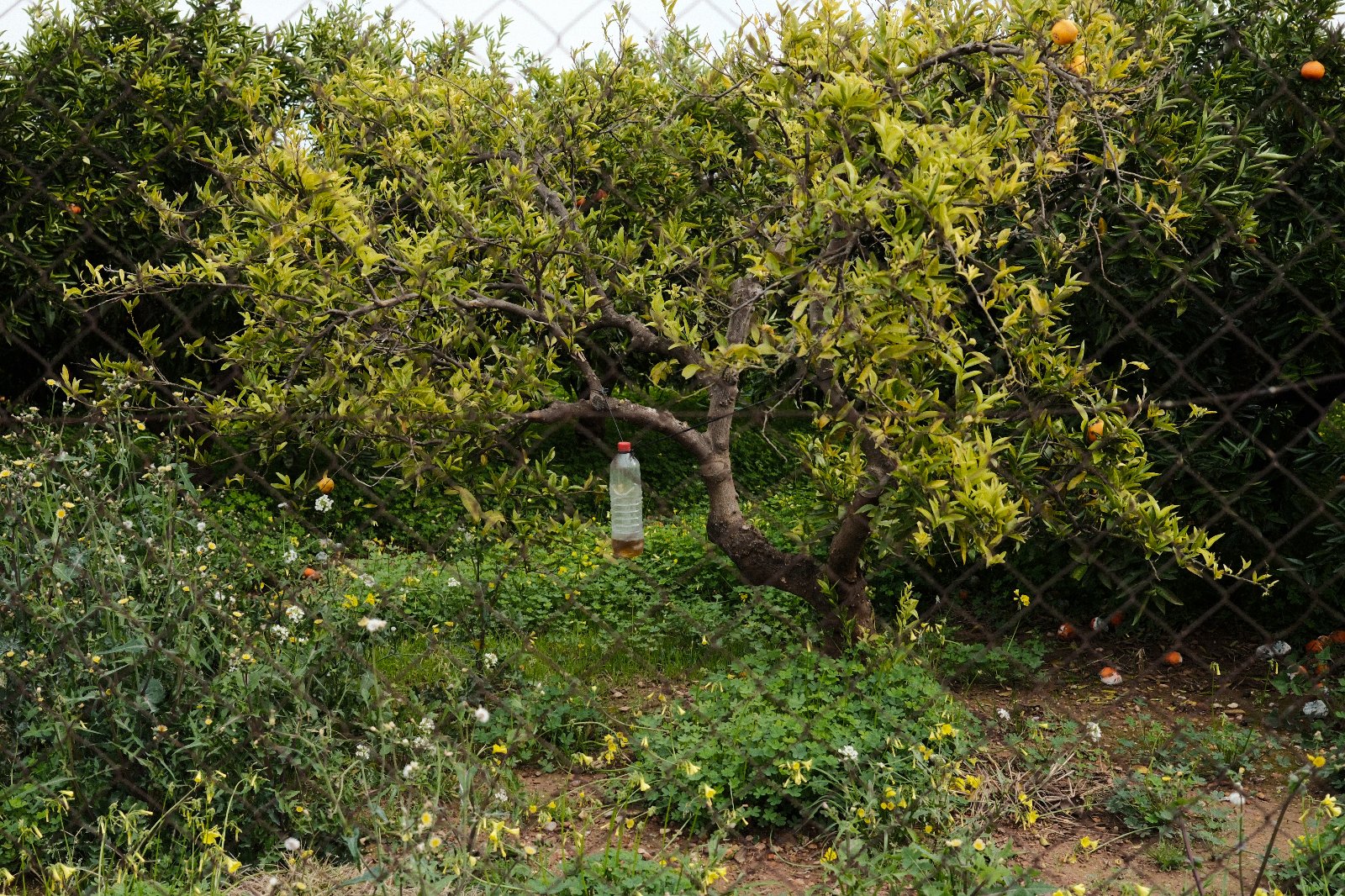 Basura horta 1.jpg