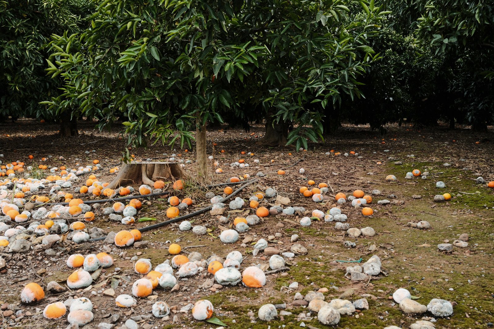 Basura horta 2.jpg