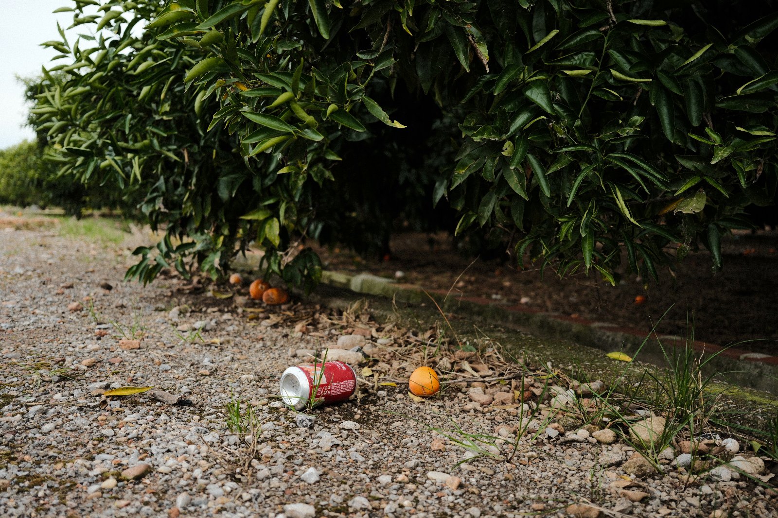 Basura horta 3.jpg