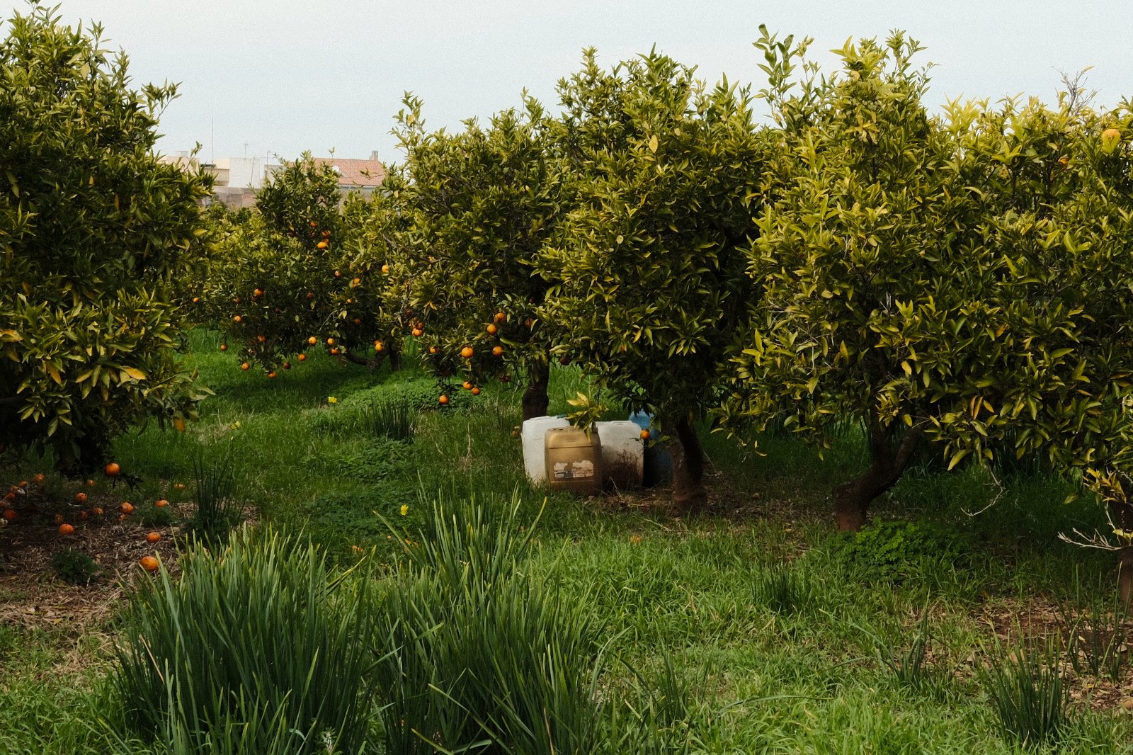 Basura horta 4.jpg