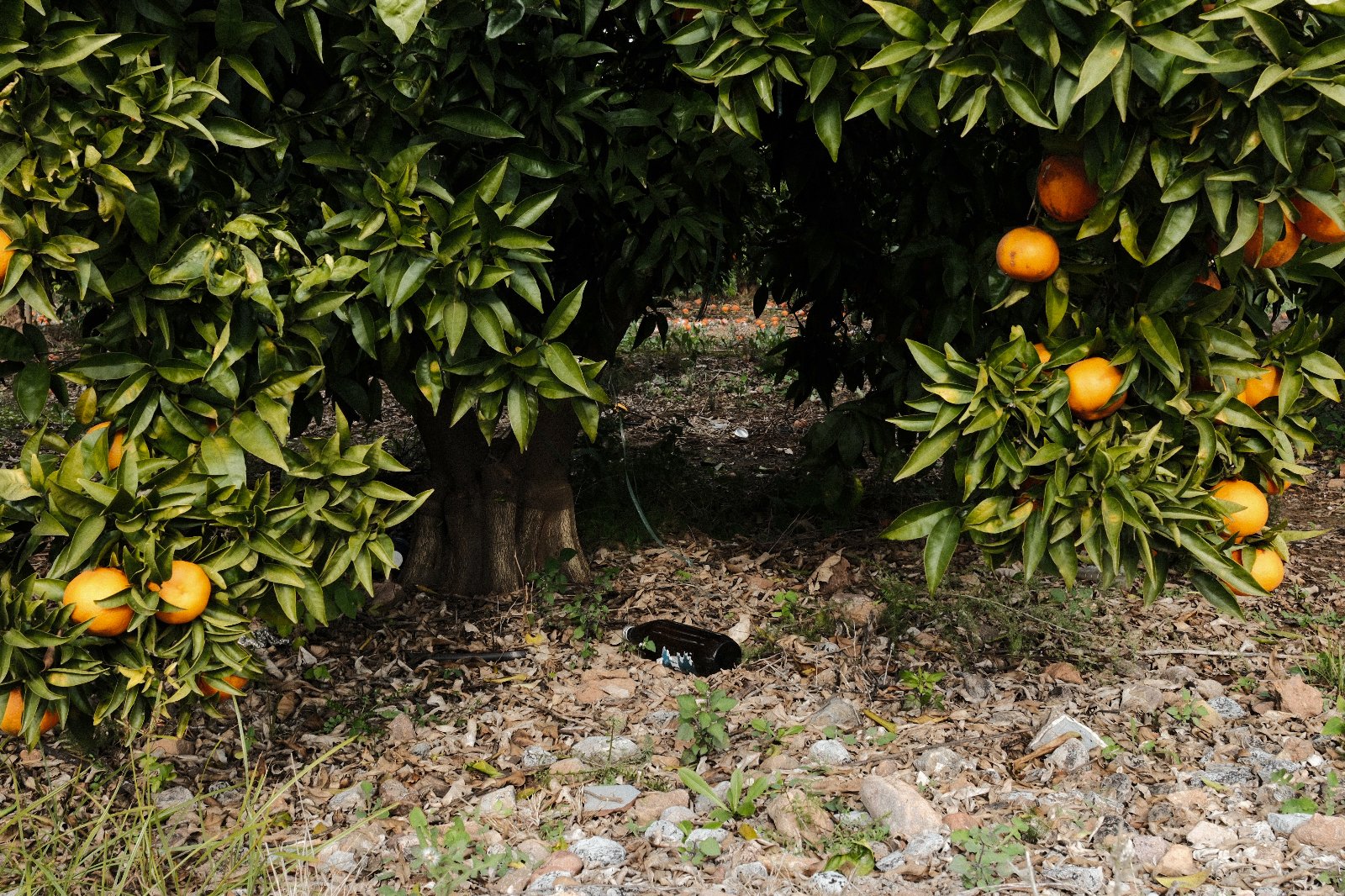 Basura horta 7.jpg