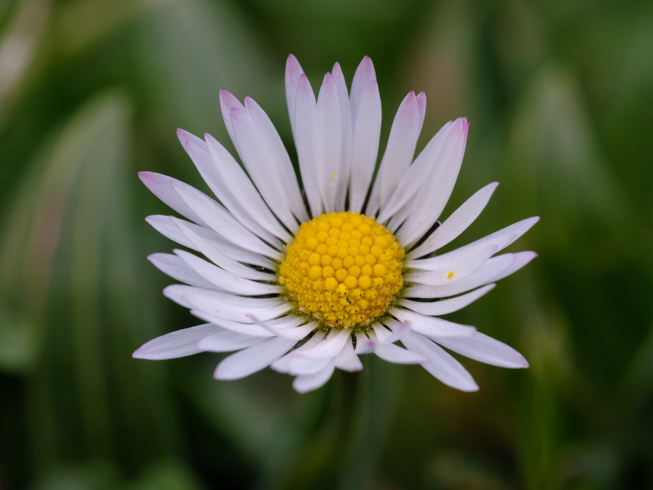 bellis perennis.jpg