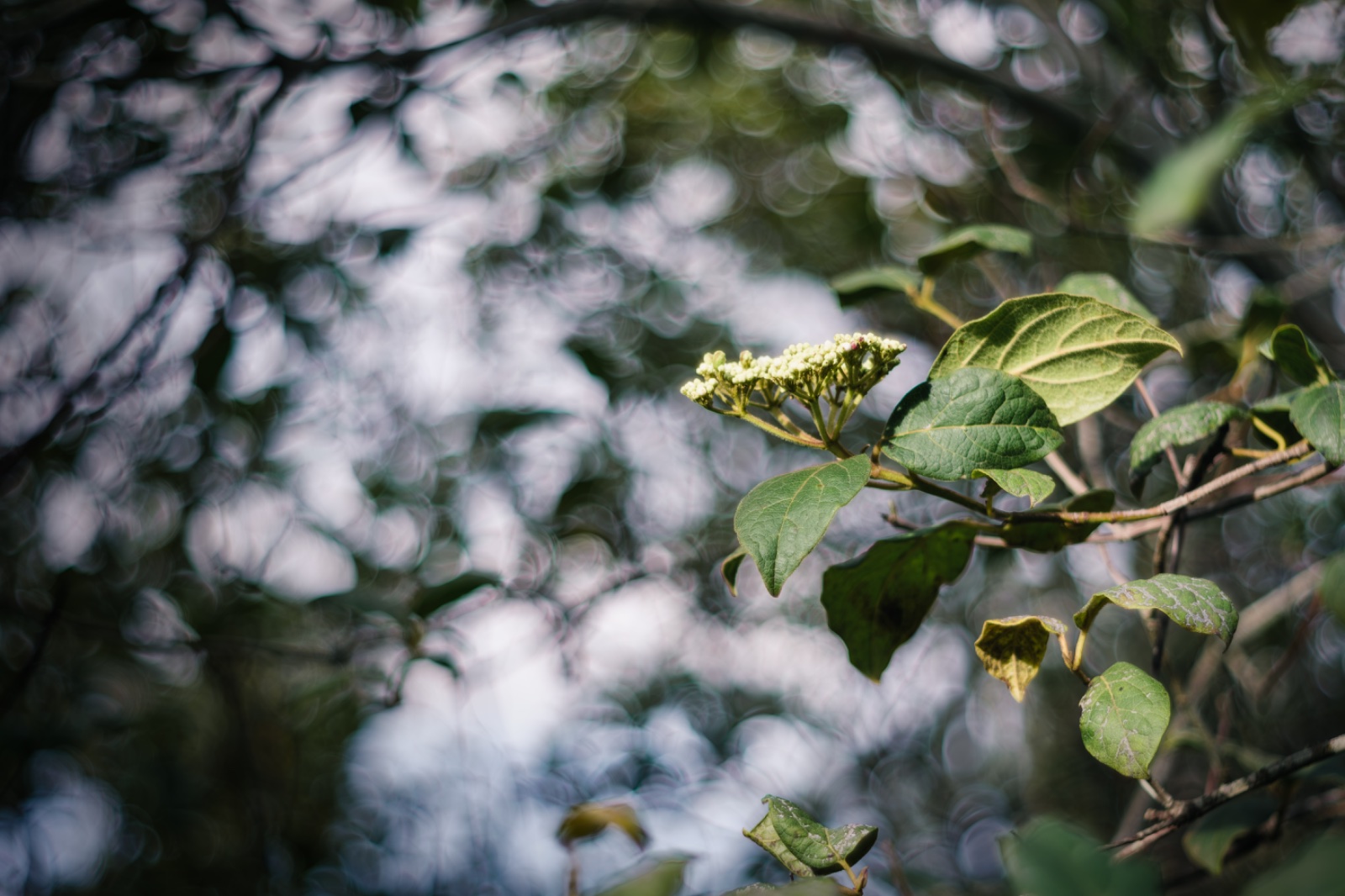 Bokeh-Afollao.jpeg
