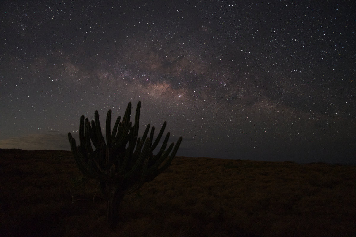 “El cactus solitario”