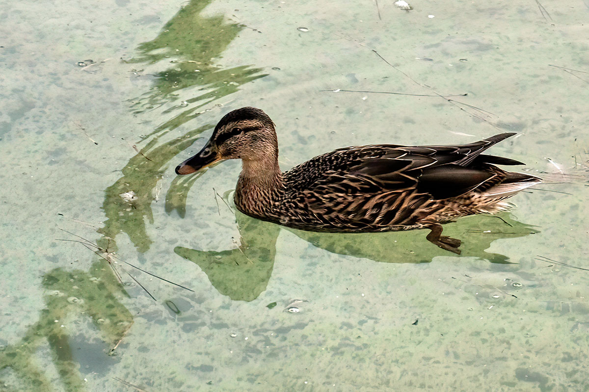 Pato Rouen