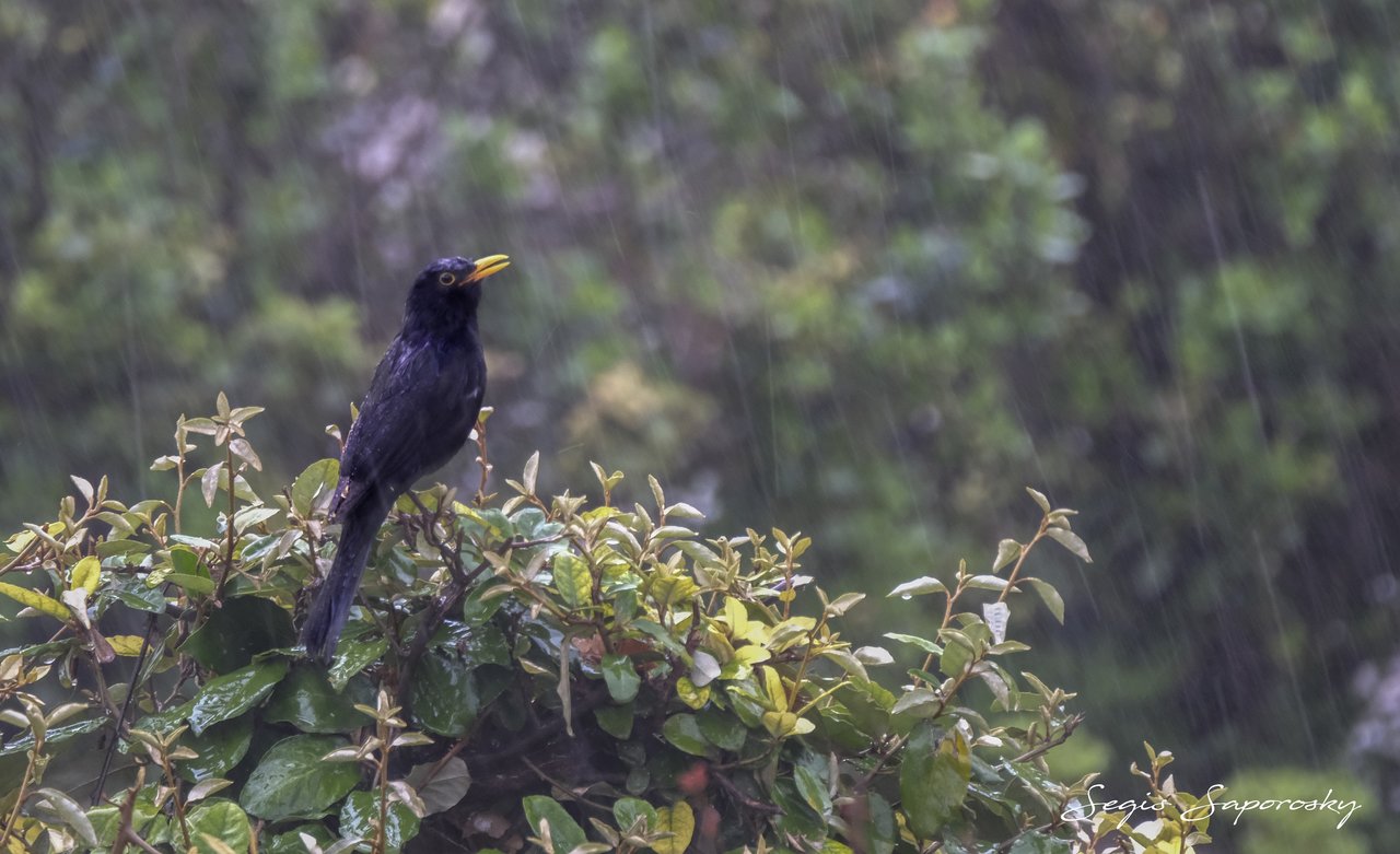 Cantando bajo la lluvia.jpg