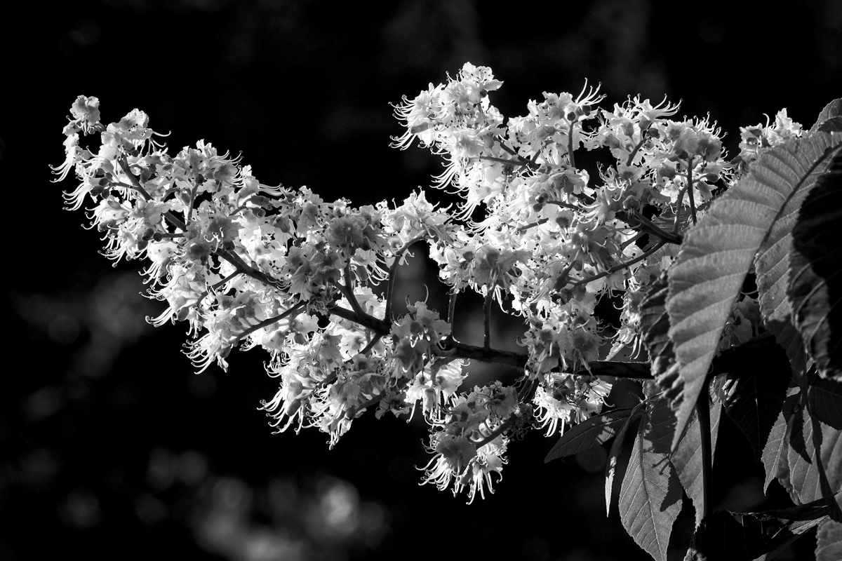 Castaño_Indias_Flor_BN.jpg
