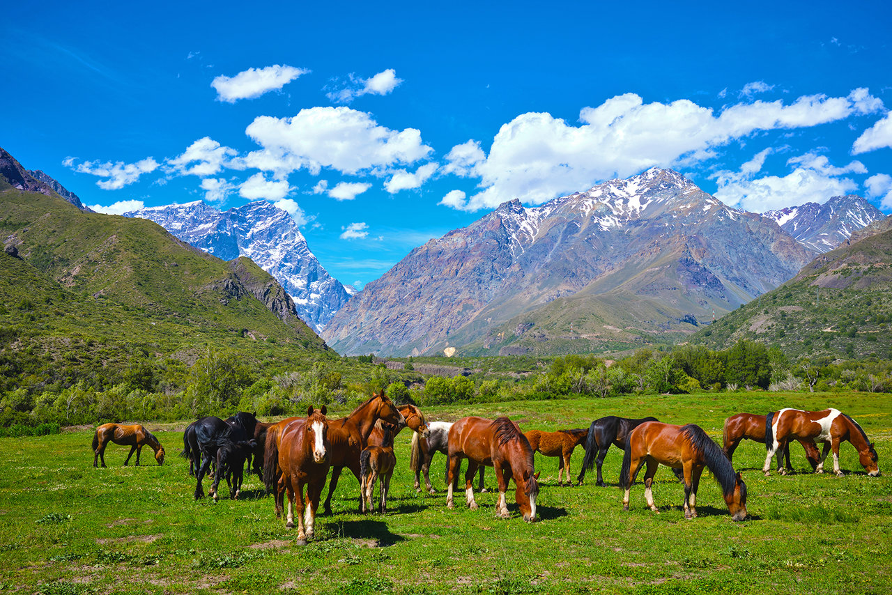 Chile_7.jpg Chile_7.jpg