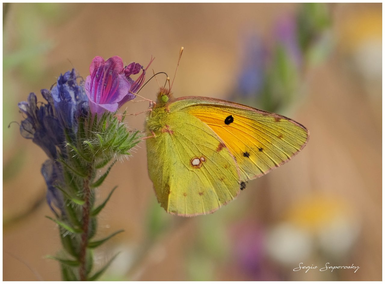 Colias común.jpg