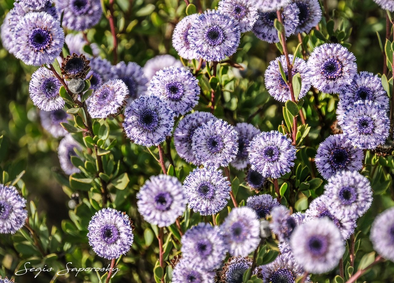 Globularia vulgaris