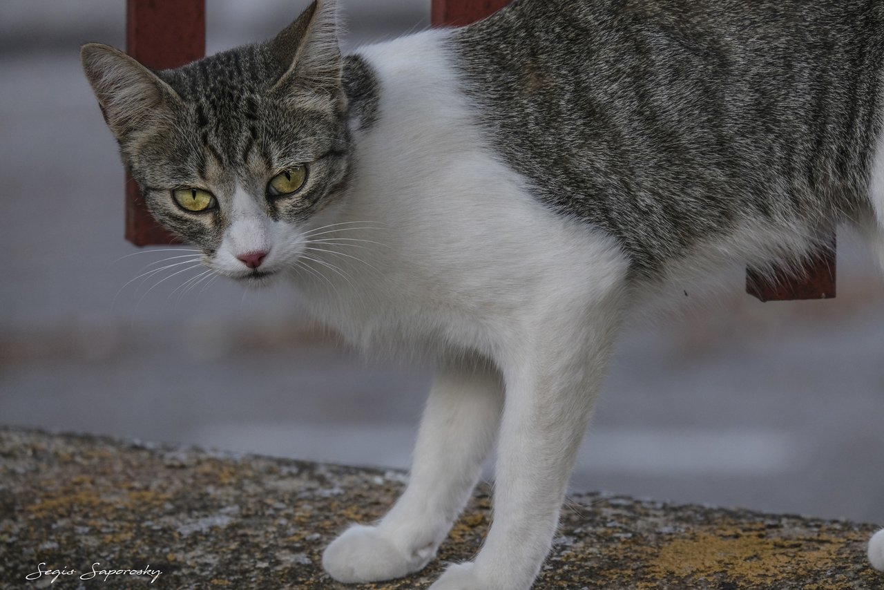 Cosita, una gatita callejera.