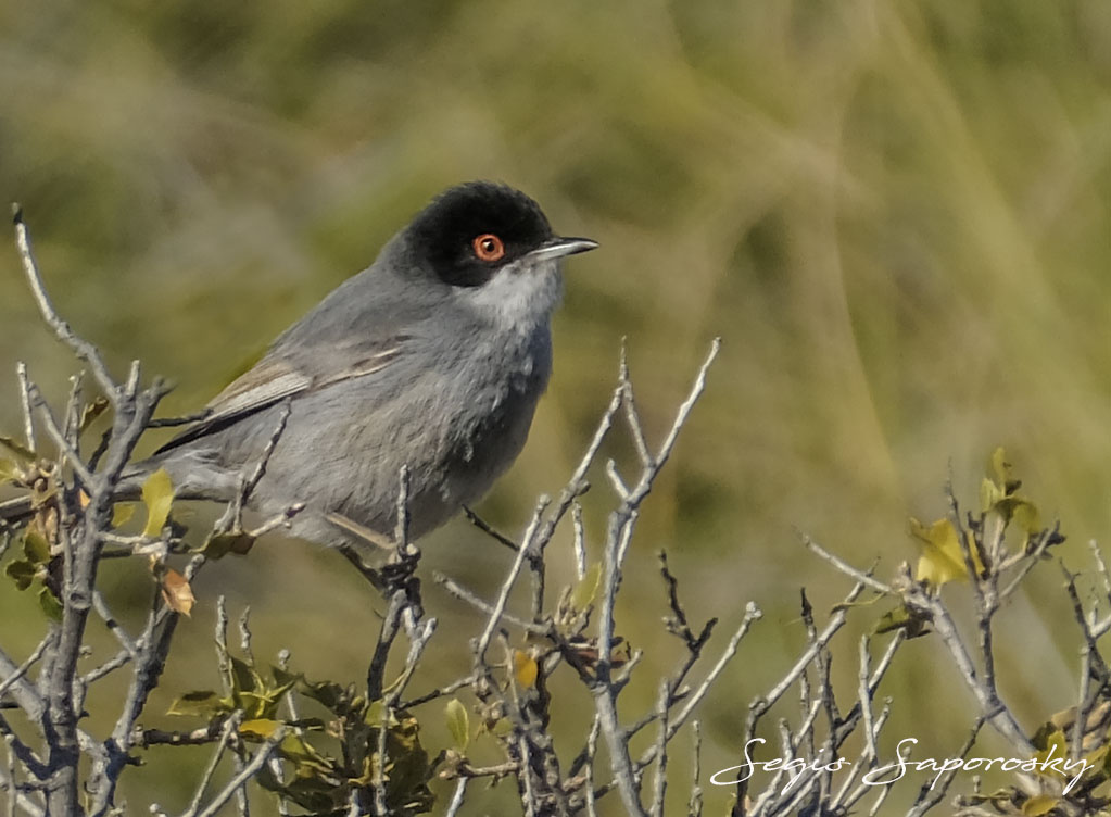 Curruca cabecinegra