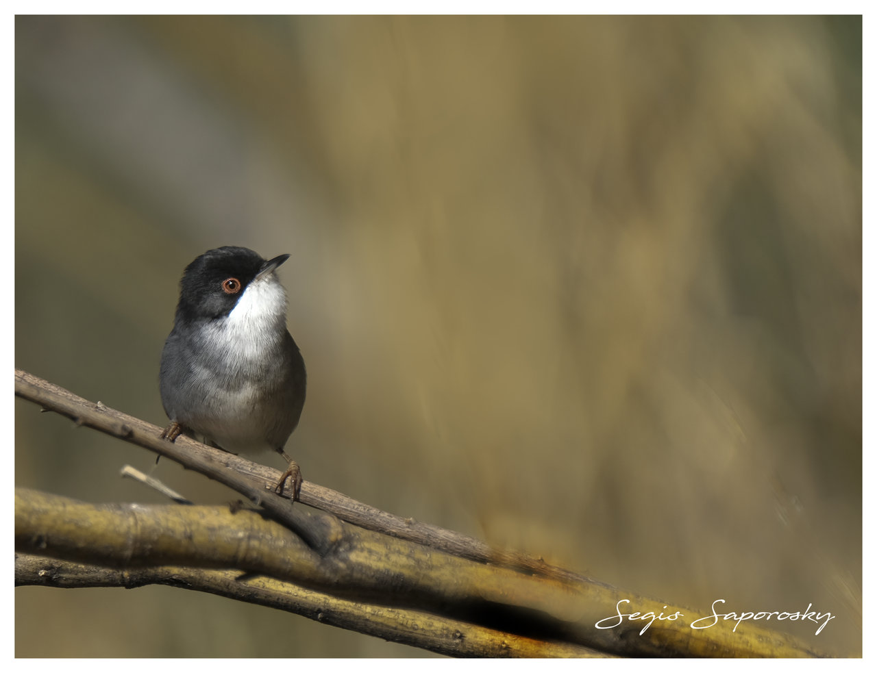 Curruca cabecinegra...