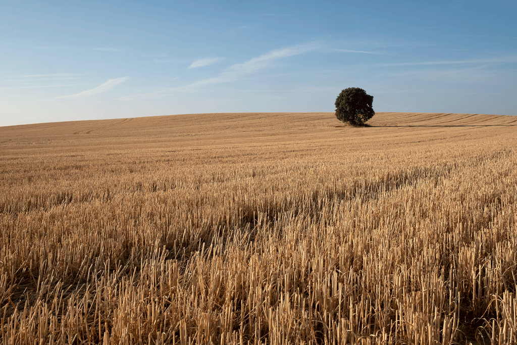 Otra de tierra de campos