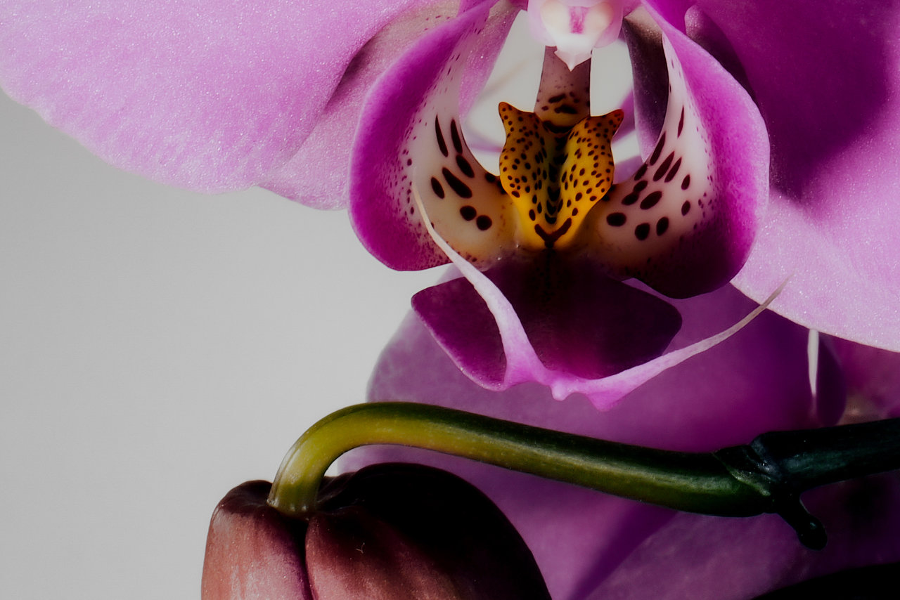 detalle orquidea.jpg