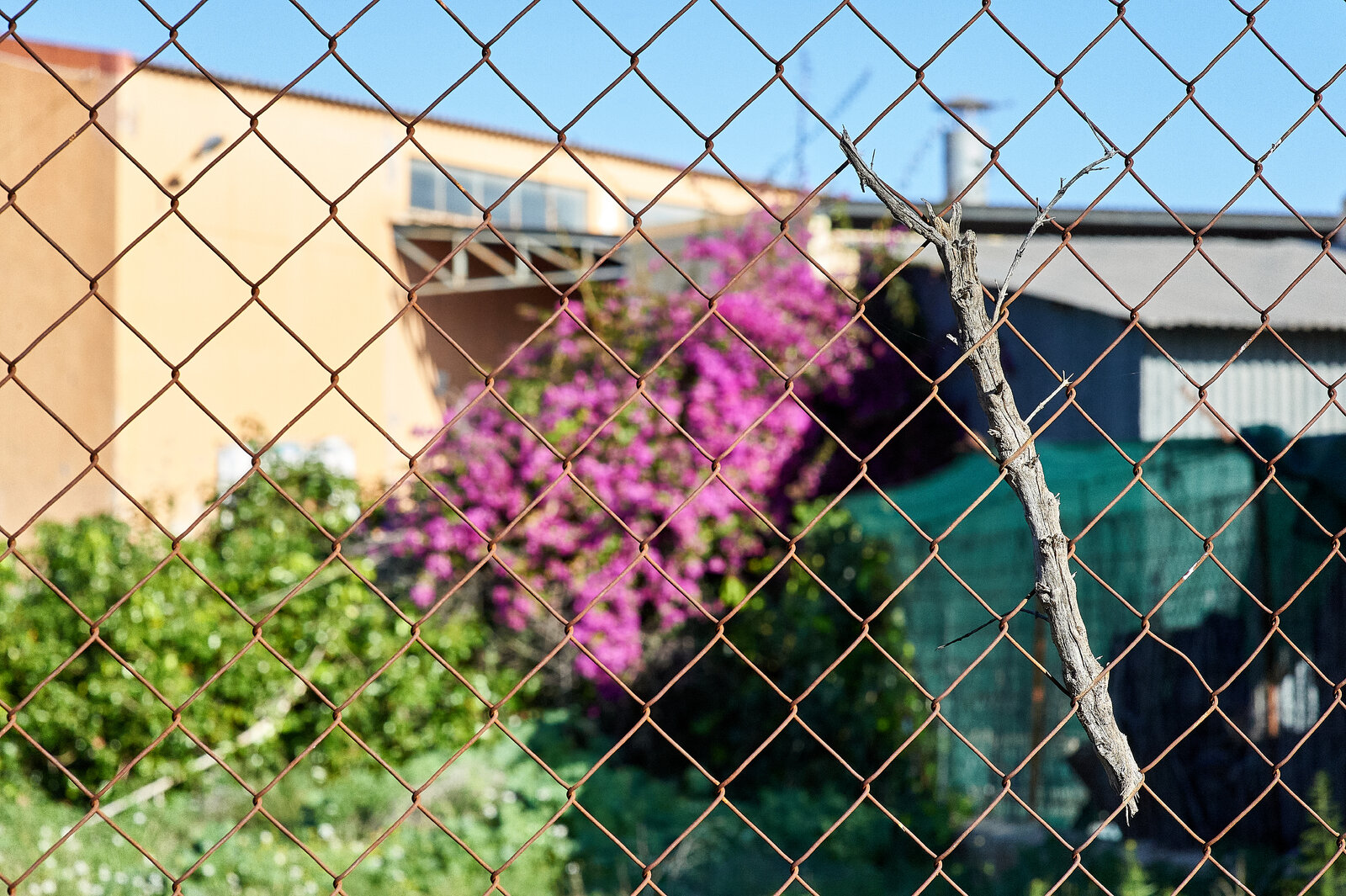 DF50_45.jpg