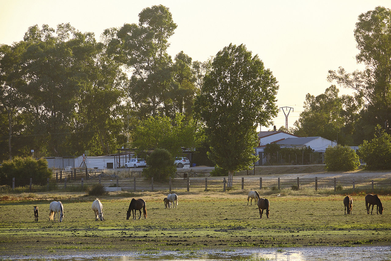 Doñana2.jpg