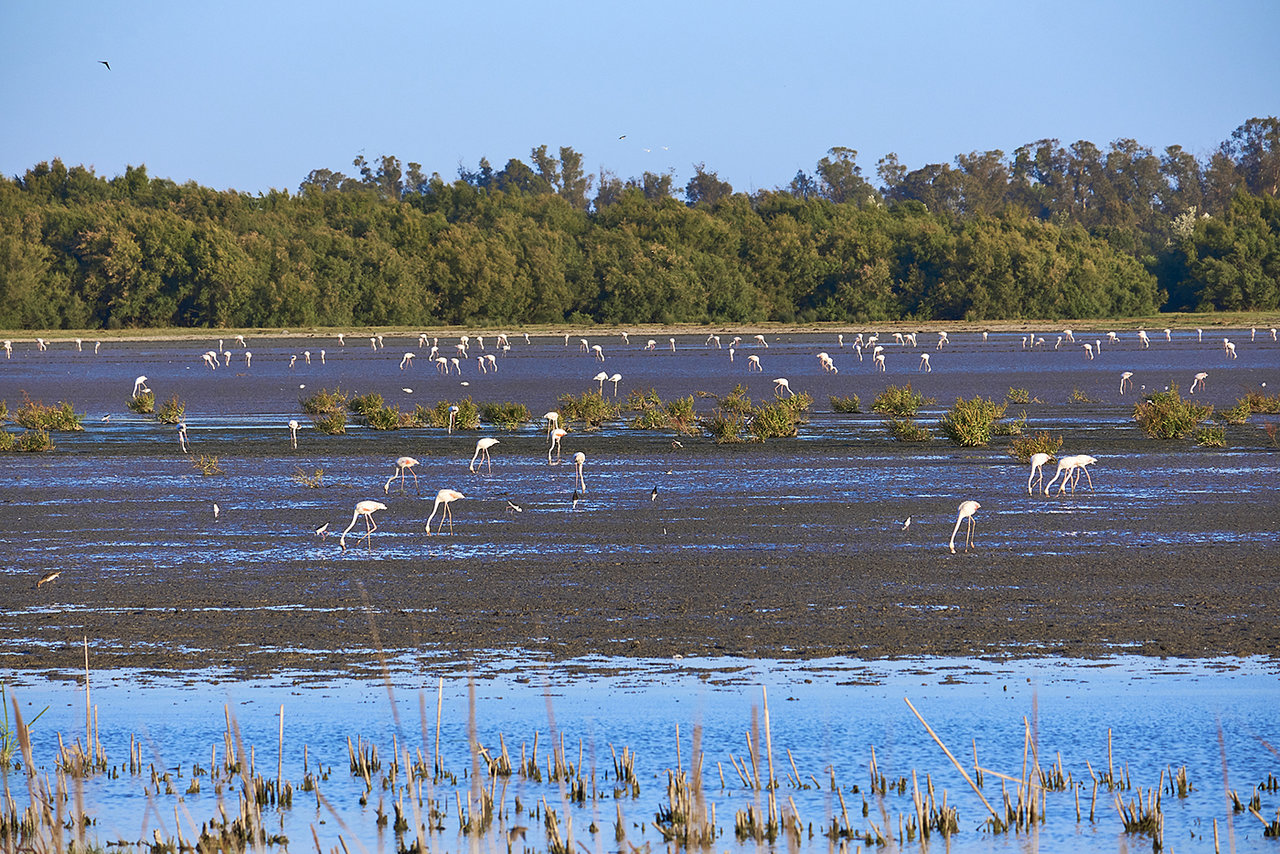 Doñana3.jpg