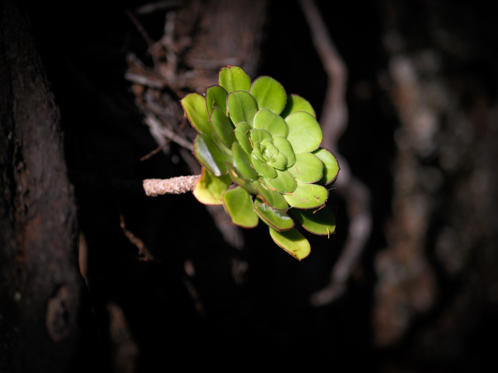 Dornajos 20250625-9.jpg