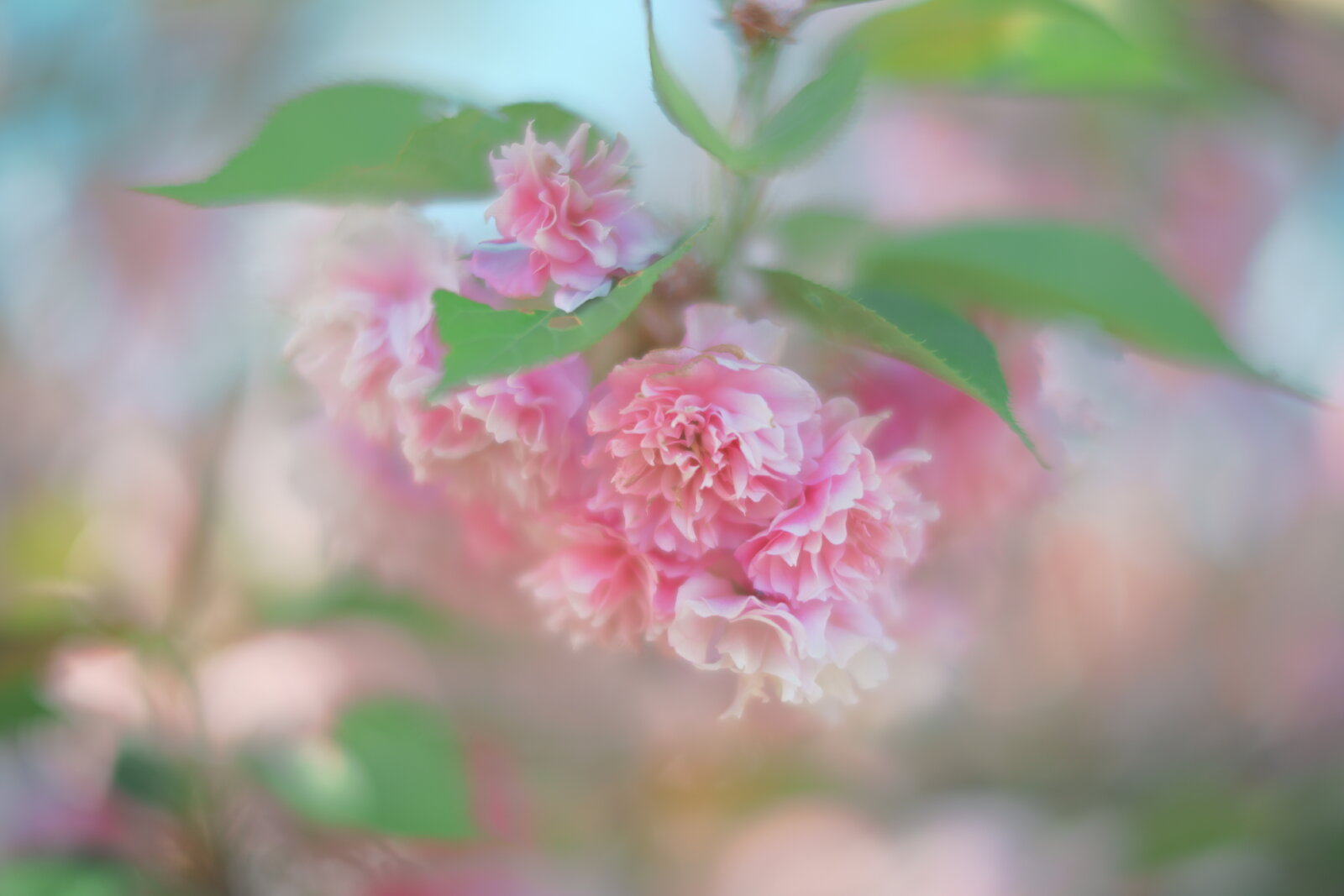 DSC_1901.JPG