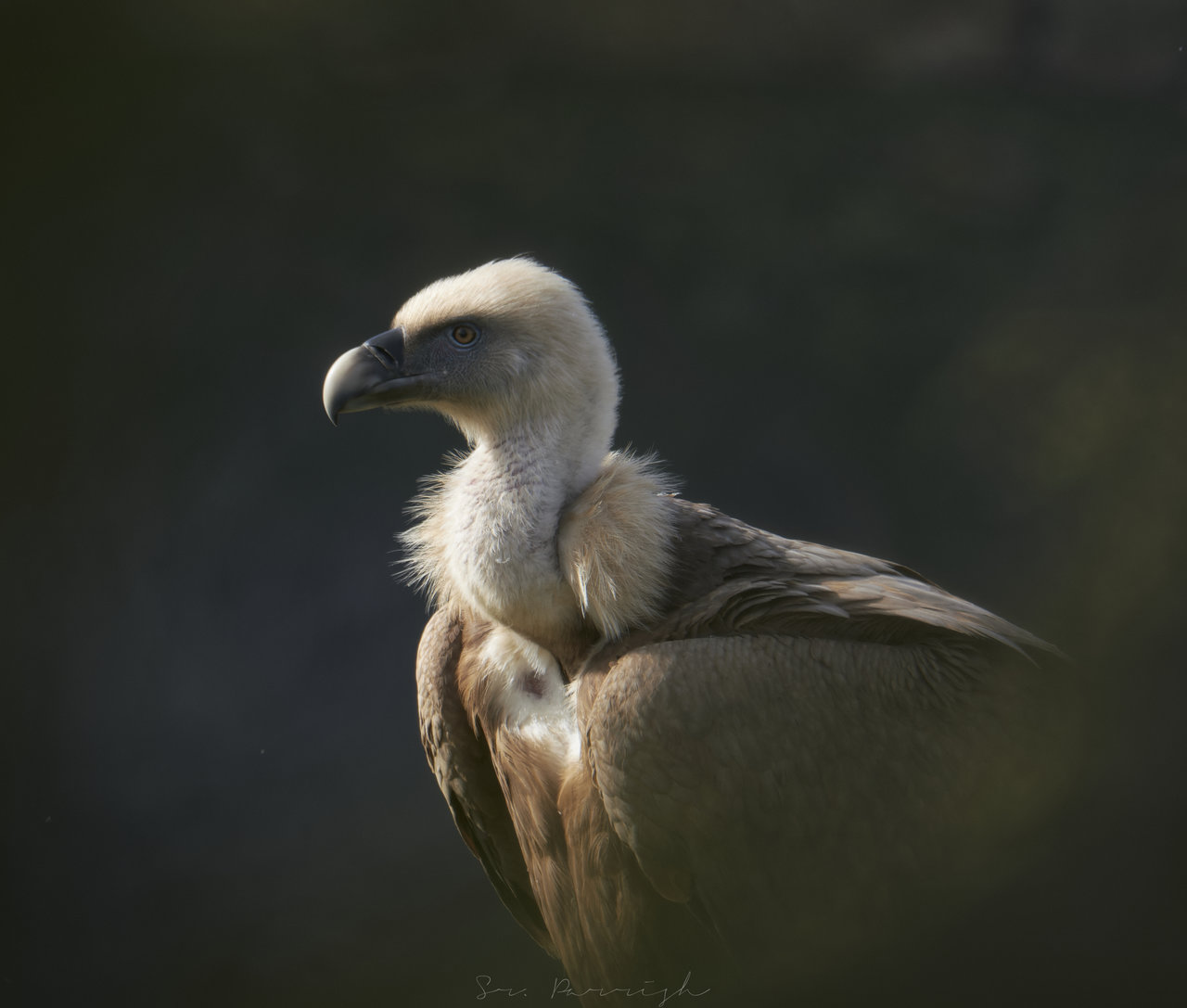 Otro retrato de Gyps fulvus