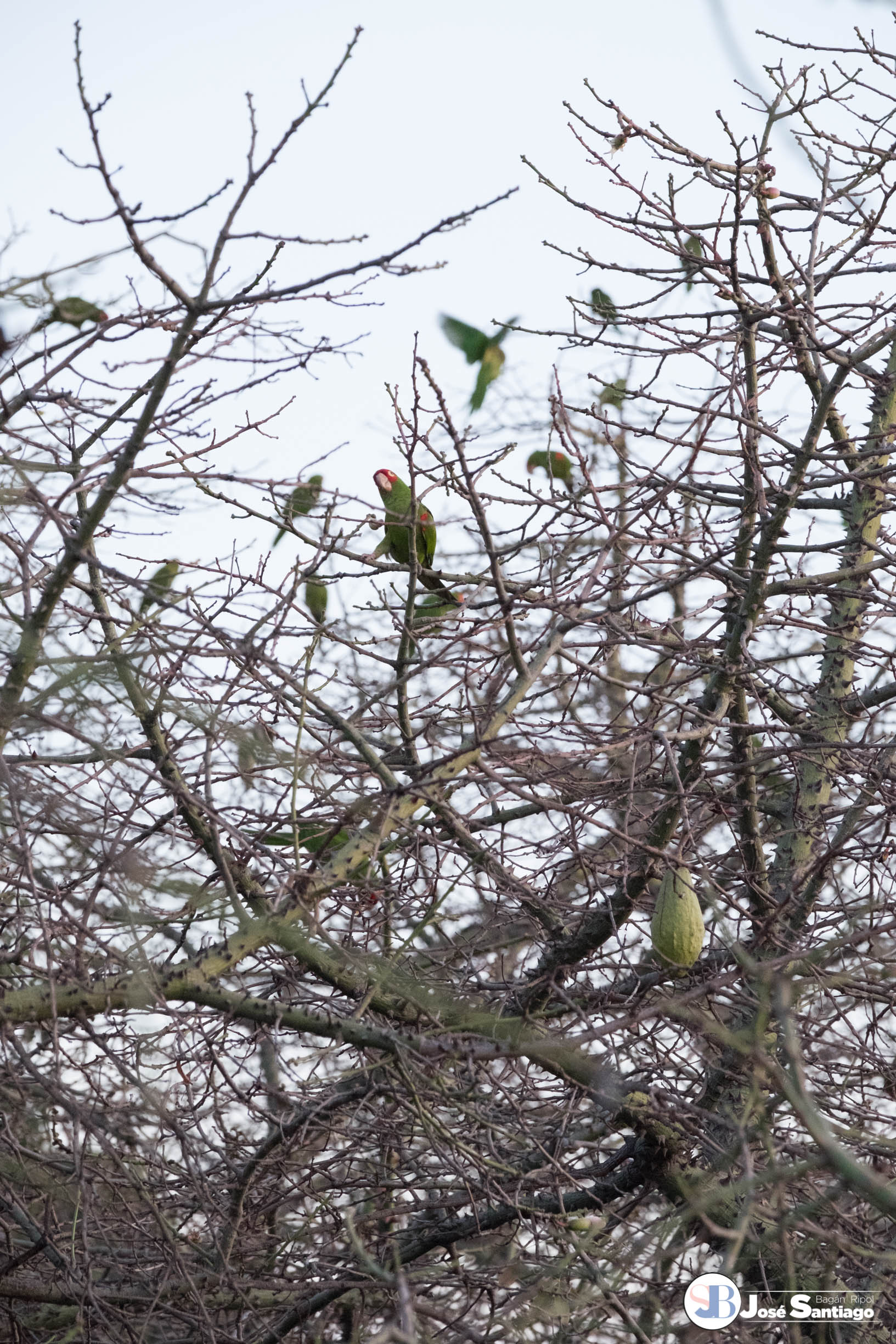 Loros Urbanos