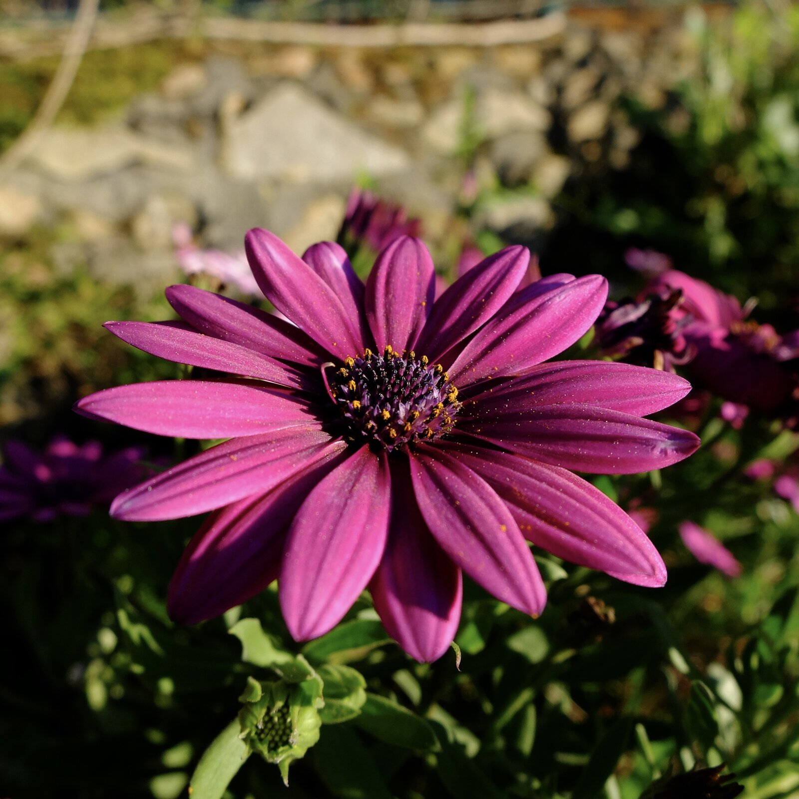 DSCF0316.jpg