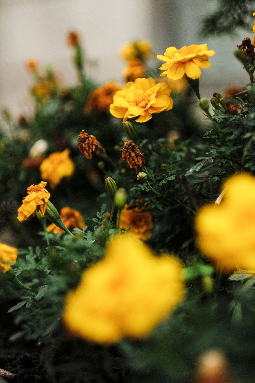 DSCF0418.jpg