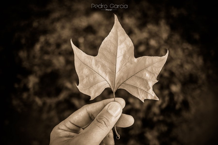 "Otoño en mis manos..."